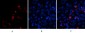 BMP-2 Polyclonal Antibody
